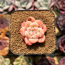 Echeveria 'Fantasy' 1" Succulent Plant Cutting