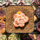 Echeveria 'Fantasy' 1" Succulent Plant Cutting