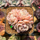 Echeveria 'Sea Dream' 2" Cluster Succulent Plant Cutting