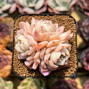 Echeveria 'Sea Dream' 2" Cluster Succulent Plant Cutting