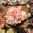Echeveria 'Sea Dream' 2" Cluster Succulent Plant Cutting
