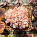 Echeveria 'Sea Dream' 2" Cluster Succulent Plant Cutting