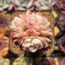 Echeveria 'Sea Dream' 2" Cluster Succulent Plant Cutting