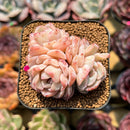 Echeveria 'Sea Dream' 2" Cluster Succulent Plant Cutting