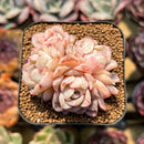 Echeveria 'Sea Dream' 2" Cluster Succulent Plant Cutting