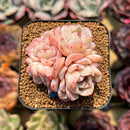 Echeveria 'Sea Dream' 2" Cluster Succulent Plant Cutting