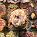 Echeveria 'Purple Rice' 1" Seed-Grown Succulent Plant Cutting