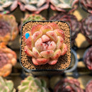 Echeveria 'Purple Rice' 1" Seed-Grown Succulent Plant Cutting