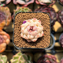 Echeveria 'Purple Rice' 1" Seed-Grown Succulent Plant Cutting