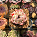 Echeveria 'Purple Rice' 1" Seed-Grown Succulent Plant Cutting