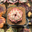 Echeveria 'Purple Rice' 1" Seed-Grown Succulent Plant Cutting