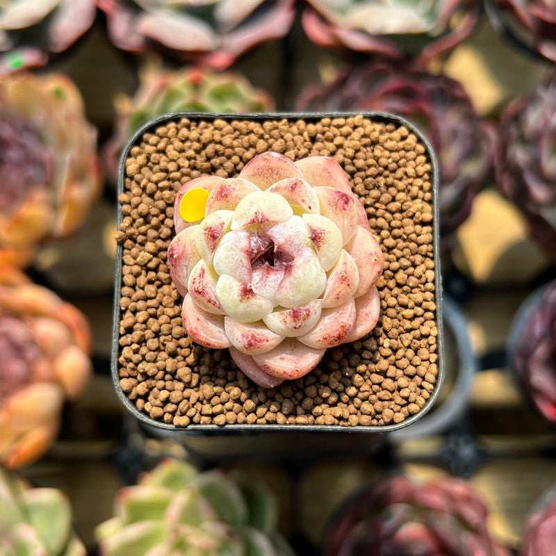 Echeveria 'Purple Rice' 1