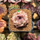 Echeveria 'Purple Rice' 1" Seed-Grown Succulent Plant Cutting