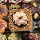 Echeveria 'Purple Rice' 1" Seed-Grown Succulent Plant Cutting