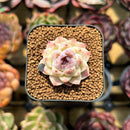 Echeveria 'Purple Rice' 1" Seed-Grown Succulent Plant Cutting
