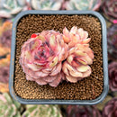 Echeveria 'Onslow' x 'Sugar Heart' 2" Cluster Succulent Plant Cutting