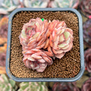 Echeveria 'Onslow' x 'Sugar Heart' 2" Cluster Succulent Plant Cutting