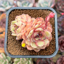 Echeveria 'Onslow' x 'Sugar Heart' 2" Cluster Succulent Plant Cutting