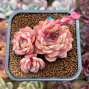 Echeveria 'Onslow' x 'Sugar Heart' 2" Cluster Succulent Plant Cutting