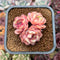 Echeveria 'Onslow' x 'Sugar Heart' 2" Cluster Succulent Plant Cutting