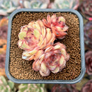 Echeveria 'Onslow' x 'Sugar Heart' 2" Cluster Succulent Plant Cutting