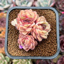 Echeveria 'Onslow' x 'Sugar Heart' 2" Cluster Succulent Plant Cutting