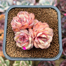 Echeveria 'Onslow' x 'Sugar Heart' 2" Cluster Succulent Plant Cutting
