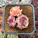 Echeveria 'Onslow' x 'Sugar Heart' 2" Cluster Succulent Plant Cutting