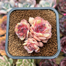 Echeveria 'Onslow' x 'Sugar Heart' 2" Cluster Succulent Plant Cutting