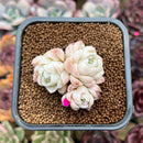 Echeveria 'Elegans' 2" Succulent Plant Cutting