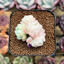 Echeveria 'Elegans' 2" Succulent Plant Cutting