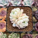 Echeveria 'Elegans' 2" Succulent Plant Cutting