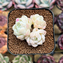Echeveria 'Elegans' 2" Succulent Plant Cutting