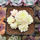 Echeveria 'White Swan' 2" Cluster Succulent Plant Cutting
