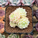 Echeveria 'White Swan' 2" Cluster Succulent Plant Cutting