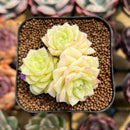 Echeveria 'White Swan' 2" Cluster Succulent Plant Cutting