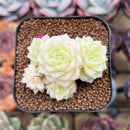 Echeveria 'White Swan' 2" Cluster Succulent Plant Cutting