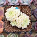 Echeveria 'White Swan' 2" Cluster Succulent Plant Cutting
