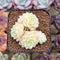 Echeveria 'White Swan' 2" Cluster Succulent Plant Cutting