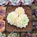Echeveria 'White Swan' 2" Cluster Succulent Plant Cutting