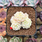 Echeveria 'White Swan' 2" Cluster Succulent Plant Cutting