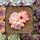 Echeveria 'Meimeng' Cluster 2" Succulent Plant Cutting