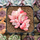 Echeveria 'Meimeng' Cluster 2" Succulent Plant Cutting