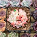 Echeveria 'Meimeng' Cluster 2" Succulent Plant Cutting