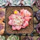 Echeveria 'Meimeng' Cluster 2" Succulent Plant Cutting