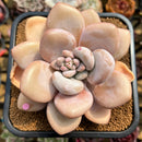 Graptoveria 'Opalina' x Laui Hybrid 4" Succulent Plant Cutting