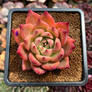 Echeveria Agavoides 'Honey Pink' 3" Succulent Plant Cutting