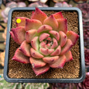Echeveria Agavoides 'Honey Pink' 3" Succulent Plant Cutting