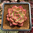 Echeveria Agavoides 'Honey Pink' 3" Succulent Plant Cutting