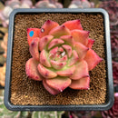 Echeveria Agavoides 'Honey Pink' 3" Succulent Plant Cutting